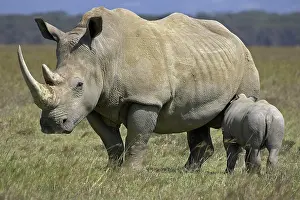 Thirst: White Rhinoceros (ceratotherium simum), Female with