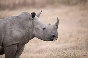Umfolozi: White rhinoceros (Ceratotherium simum) grazing