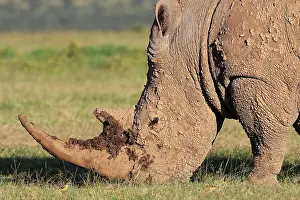 Solio: White rhinoceros (Ceratotherium simum), grazing