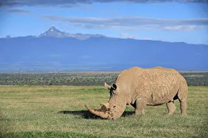 Solio: White rhinoceros (Ceratotherium simum), grazing
