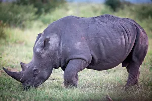Simum: White rhinoceros (Ceratotherium simum) grazing