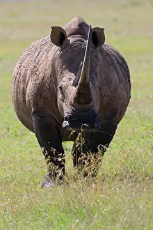 Solio: White rhinoceros (Ceratotherium simum), looking