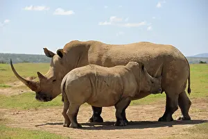 Solio: White rhinoceros (Ceratotherium simum), mother with