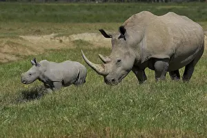 Parents: White Rhinoceros (ceratotherium simum), Mother with