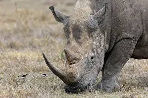 Rhinoceros: White rhinoceros (Ceratotherium simum), portrait