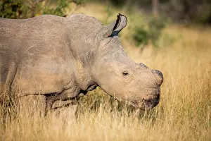 Trophy: White rhinoceros (Ceratotherium simum), with sawed