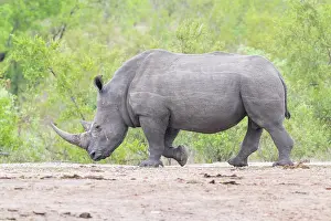 Rhinoceroses: White Rhinoceros (Ceratotherium simum), side view