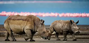 Wide: Two White rhinoceros (Ceratotherium simum) are w