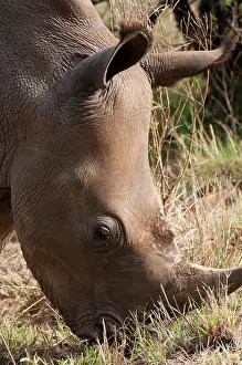 Cerototherium: White Rhinoceros (Cerototherium simium)