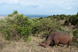 Cerototherium: White Rhinoceros (Cerototherium simium)