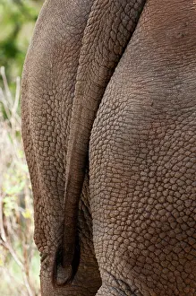 Cerototherium: White Rhinoceros (Cerototherium simium)