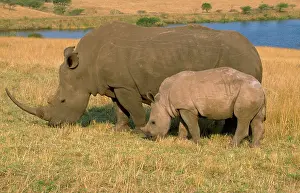 Ingrid Van Den Berg: White RHINOCEROS - Female and calf grazing