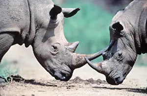 Kallen Marc Ferrero: WHITE RHINOCEROS - head to head, facing