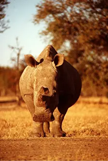Rhinos: WHITE RHINOCEROS - head-on