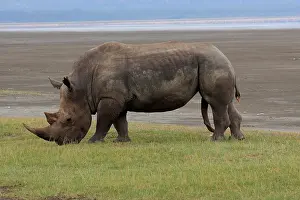 310517: White Rhinoceros male 2 138