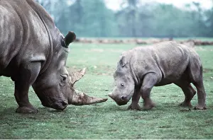 Rhinos: WHITE RHINOCEROS - mother & baby, facing each other