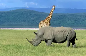 Rothschild: White Rhinoceros with Rothschild Giraffe and Lesser