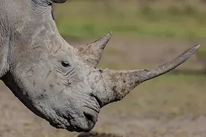 Rhinoceroses: White Rhinoceros / Square-lipped Rhino