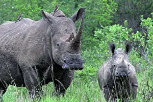 Oxpeckers: White Rhinoceros / Square-lipped Rhino - mother