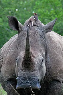 Oxpeckers: White Rhinoceros / Square-lipped Rhino - with Oxpeckers