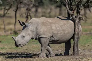 Rhinoceroses: White Rhinoceros / Square-lipped Rhino scratching