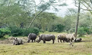 Strong: White rhinoceros or square-lipped rhinoceros