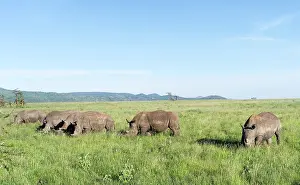 Browsing: White rhinoceros or square-lipped rhinoceros