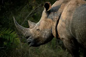Transborder: White rhinoceros or square-lipped rhinoceros or