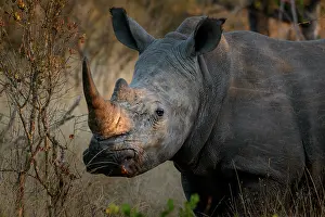 Savannahs: White rhinoceros or square-lipped rhinoceros or