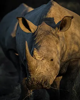 Rhinoceroses: White rhinoceros or square-lipped rhinoceros or