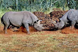 Buphagus: Two White Rhinoceros, Square Lipped Rhinoceros