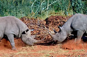 Buphagus: Two White Rhinoceros, Square Lipped Rhinoceros