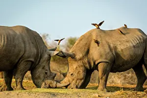 Buphagus: White rhinoceros or square-lipped rhinoceros (Ceratotherium