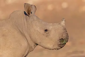 Rhinoceroses: White rhinoceros or square-lipped rhinoceros (Ceratotherium