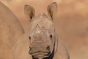 Rhinoceroses: White rhinoceros or square-lipped rhinoceros (Ceratotherium