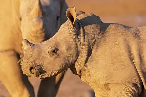 Rhinoceroses: White rhinoceros or square-lipped rhinoceros (Ceratotherium