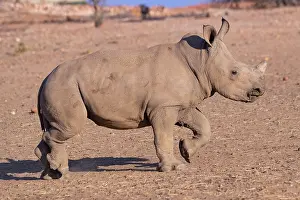 Rhinoceroses: White rhinoceros or square-lipped rhinoceros (Ceratotherium