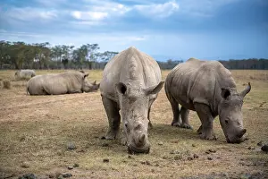 Nakuru: White rhinoceros or square-lipped rhinoceros (Ceratotherium