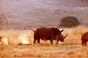 Rhinos: WHITE RHINOCEROS - walking