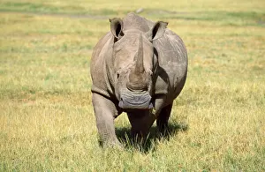 Cottoni: WHITE RHINOCEROS - walking, face-on