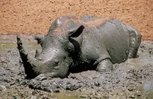 Rhinoceros: White Rhinoceros - wallowing in mud