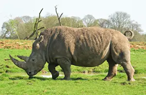 200618: White Rhinoceros at Whipsnade Zoo