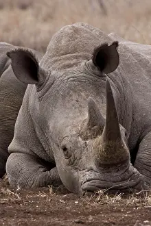 Relaxing: White Rhinoceros, White Rhinos, White Rhinoceroses