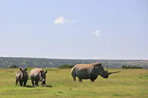 Rhinoceroses: White rhinoceroses (Ceratotherium simum), group