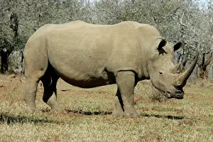 Rhinocerous: White Rhinocerous