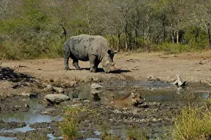 Warthog: White Rhinocerous at waterhole - and Common Warthog