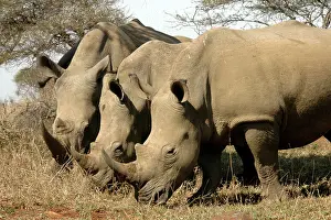 Trio: White Rhinocerouses Trio