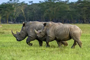 Manoj Shah: White Rhinos grazing in Lake Nakuru National Park, Kenya