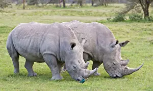Rhinocerus: White Rhinos grazing at Lake Nakuru NP