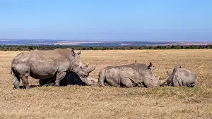 Conservancy: White rhinos group resting in Laikipia savanna in